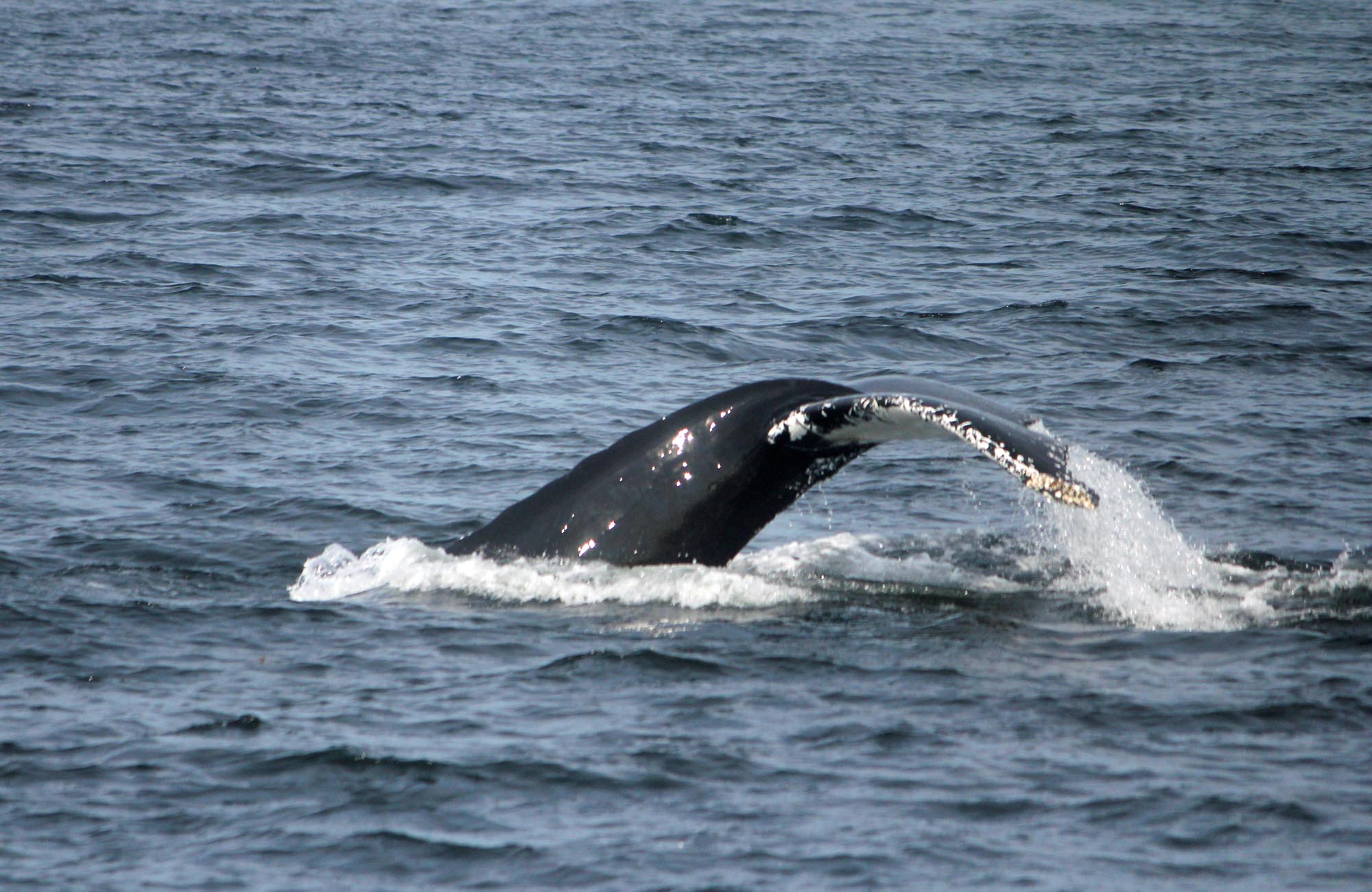 Baleine, Tadoussac, Québec