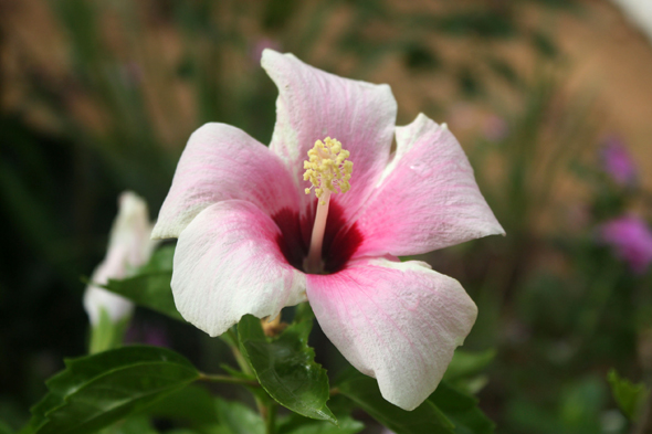 Hibiscus, Togo, fleur