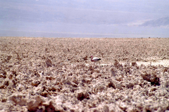 Paysage, Salar de Atacama