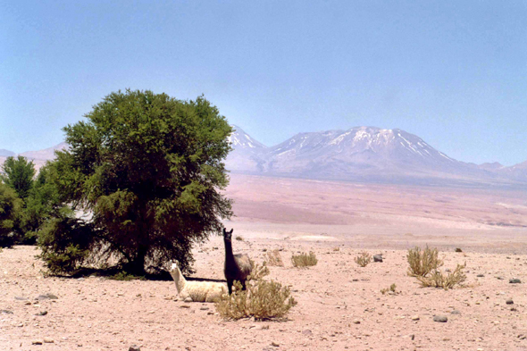 Désert d'Atacama, lama