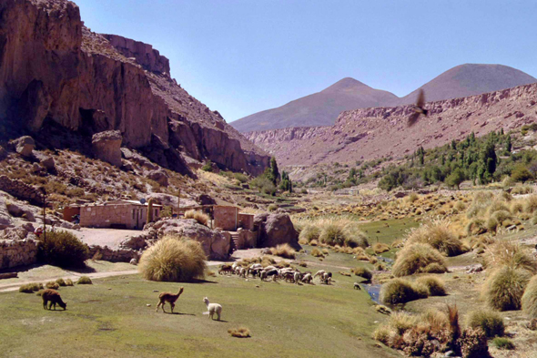 Chili, oasis de Caspana, paysage