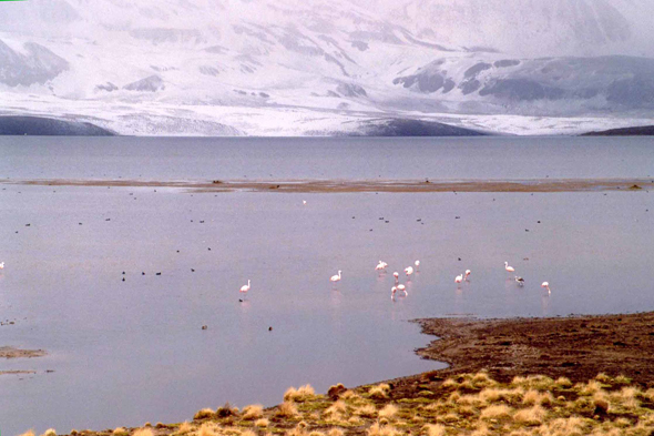 Chili, lac Chungará