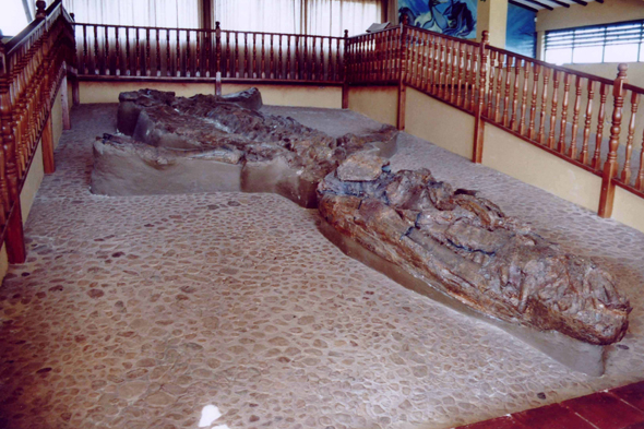 Colombie, el Fosil, kronosaure