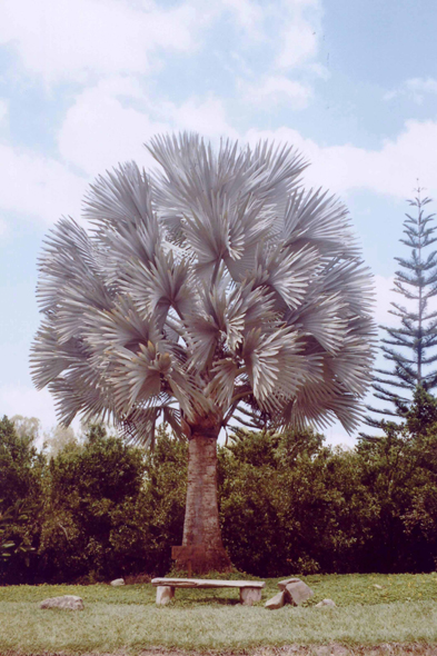 Colombie, Parc de Panaca, arbre