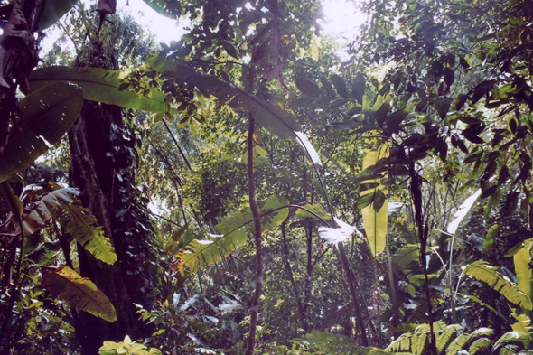 Colombie, Armenia, jungle