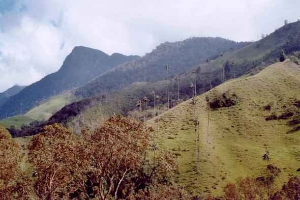 Vallée de Cocora, Colombie