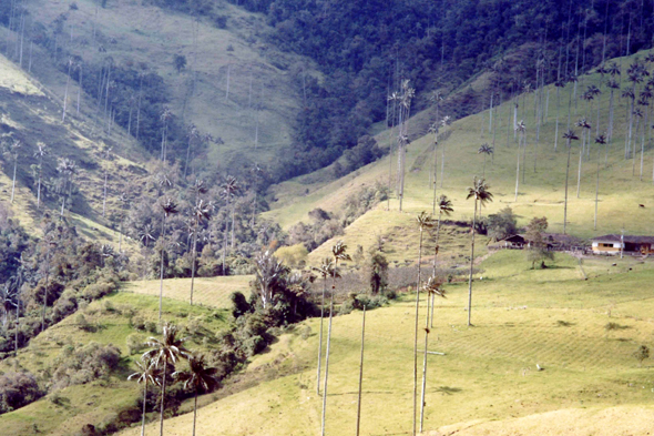 Colombie, Vallée de Cocora