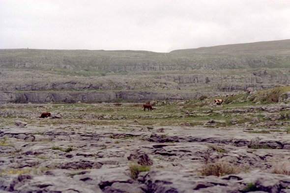Burren, paysage
