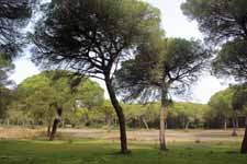 Parc de Doñana