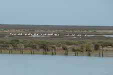 Parc de Doñana