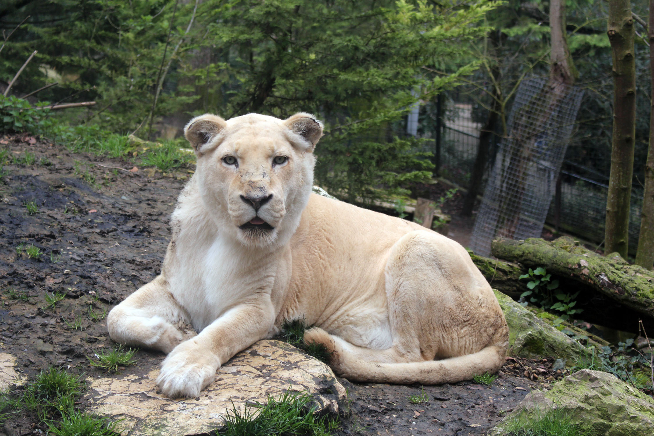 Parc de Beauval, lion blanc