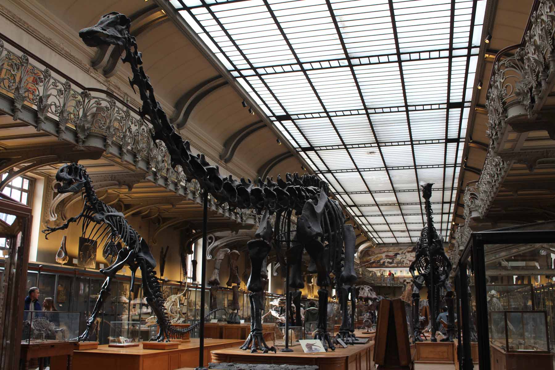 Paris, Galerie de la paléontologie