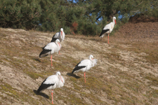 Cigognes