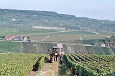 Vendanges