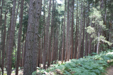 Forêt de Vergio