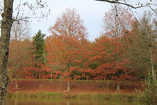 Sologne