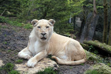 Parc de Beauval