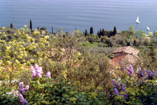 Gaino