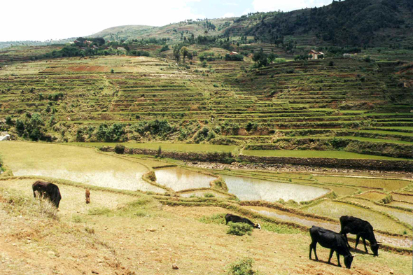 Fianarantsoa, rizières