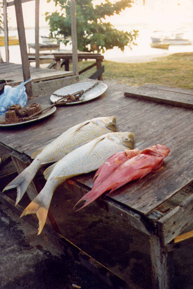 Grand-Baie, île Maurice, poissons