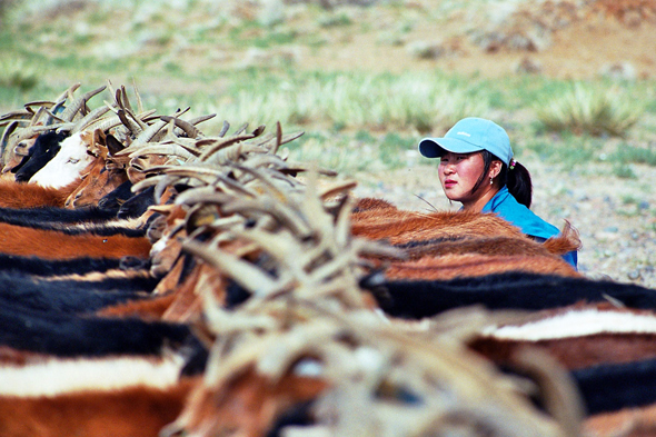 Mongolie, traite des chèvres