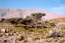 Jabal Bani Jabir