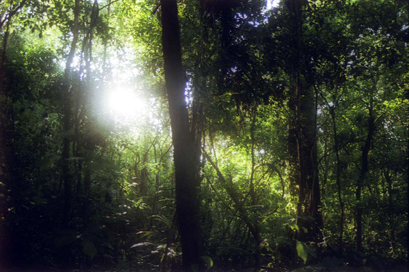 Forêt amazonienne, Pérou