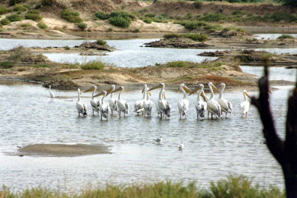 Saint-Louis-du-Sénégal, pelicans