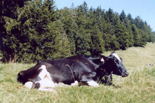 Vache