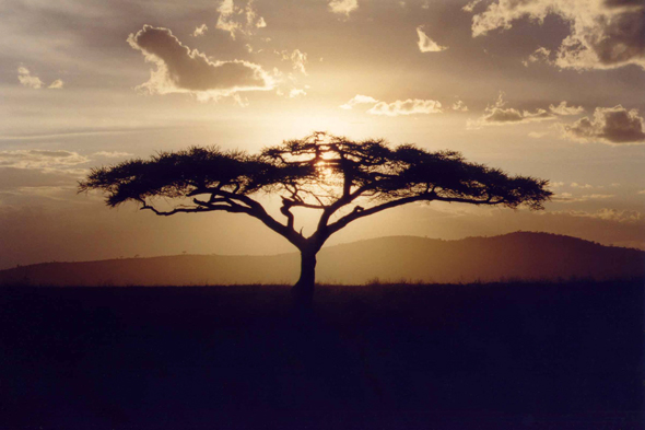 Serengeti, acacia