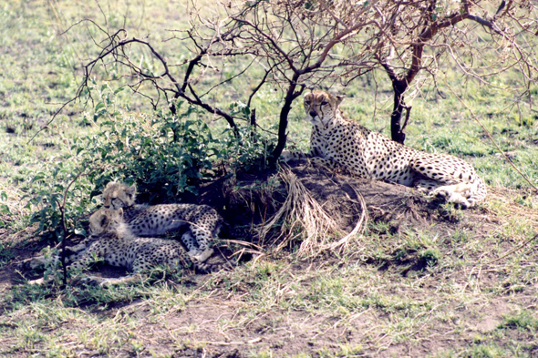 Serengeti, guépard