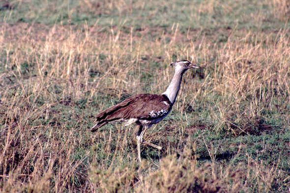 Serengeti, outarde Kori