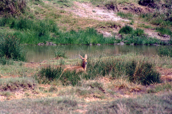 Serengeti, antilope des marais