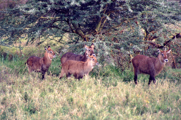 Serengeti, élands