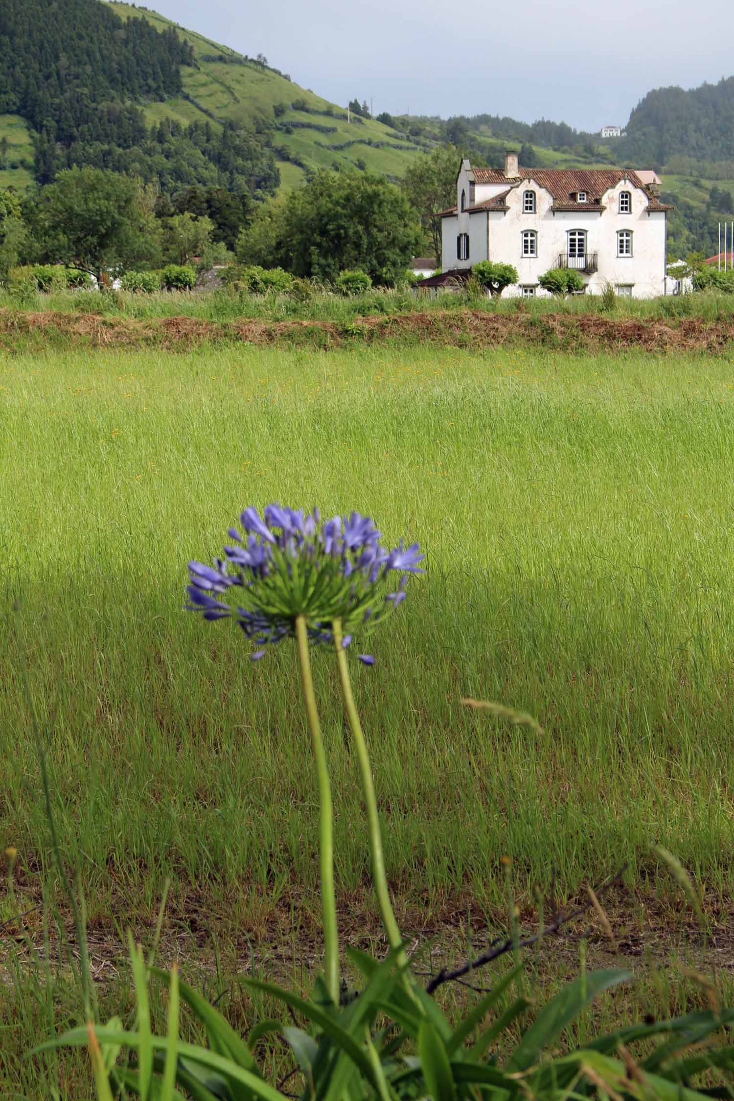 Açores, São Miguel, agapanthe, Sete Cidades