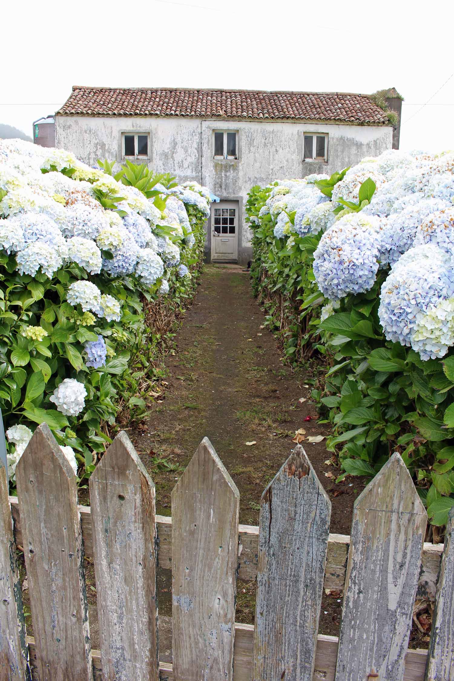 Açores, São Miguel, Sete Cidades, maison, hortensia