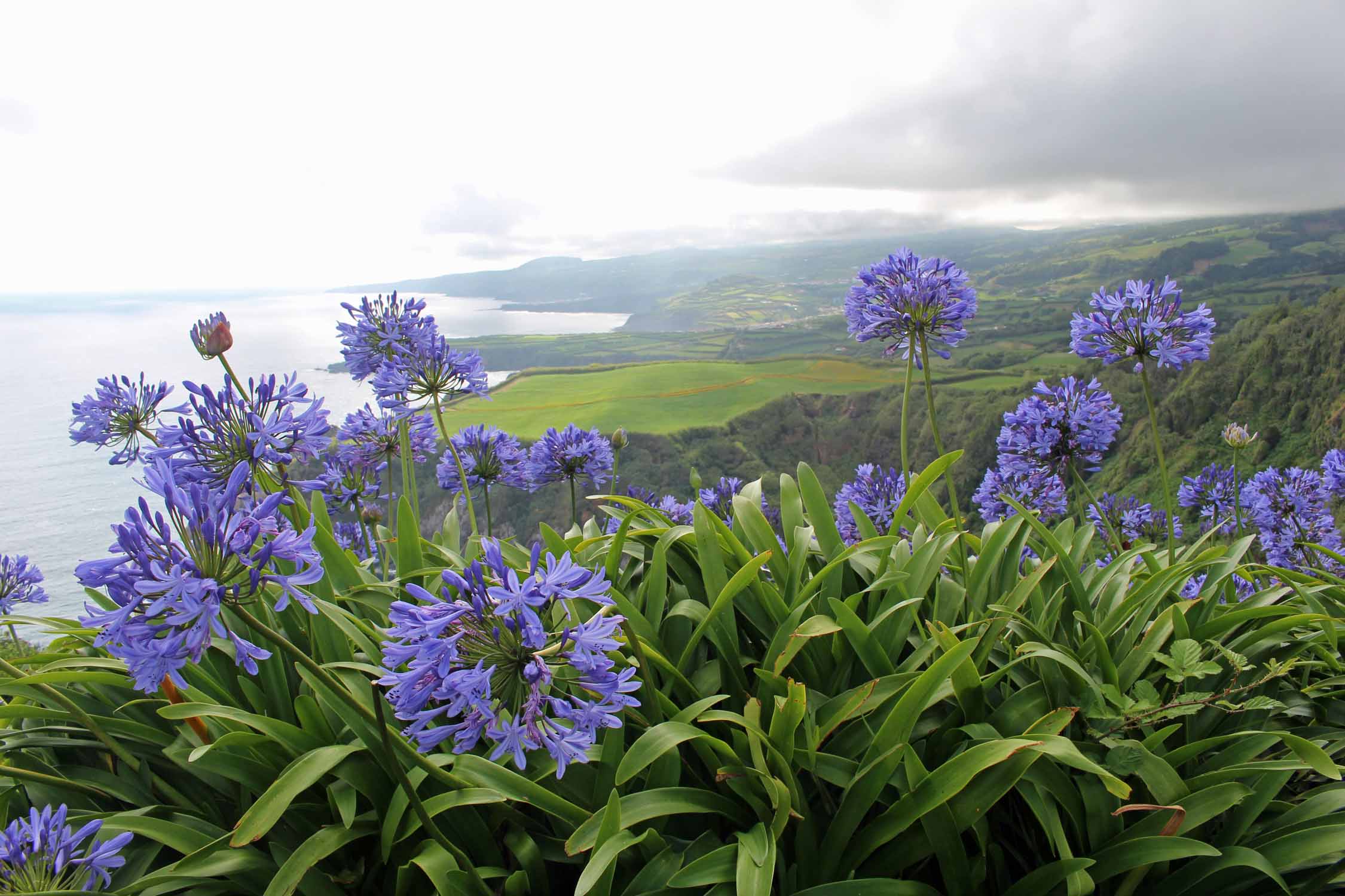 Agapanthe et paysage sur l'île de São Miguel, Açores