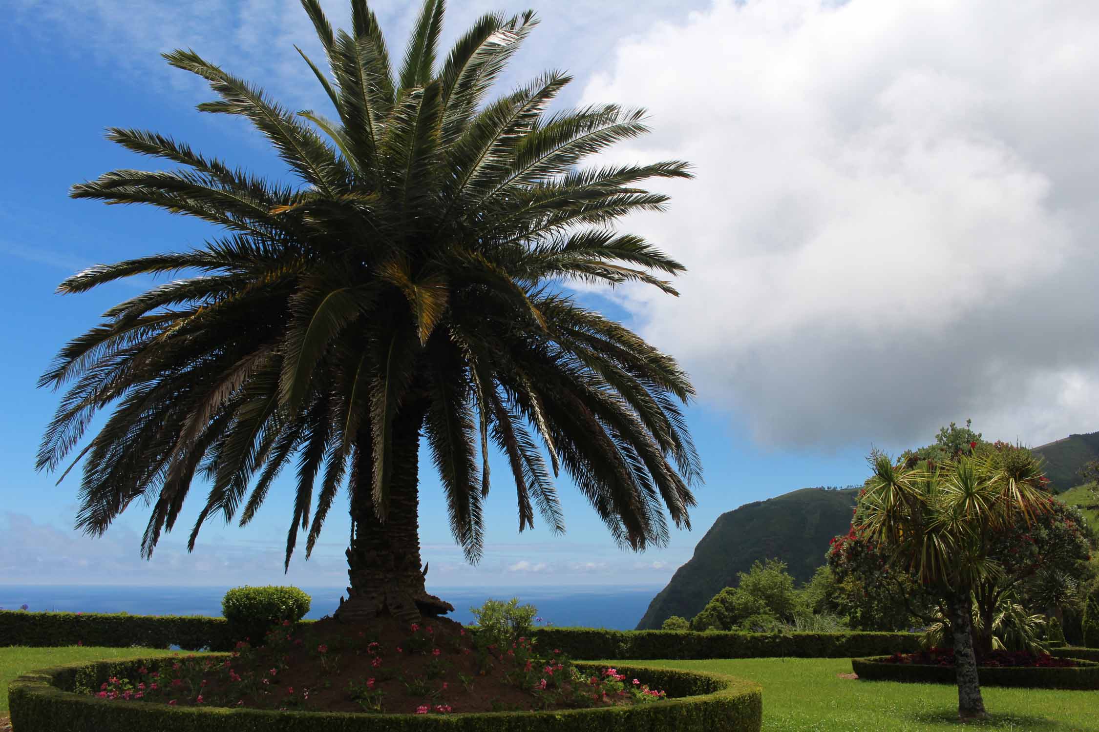 Un palmier à Ponta da Madrugada, île de São Miguel, Açores