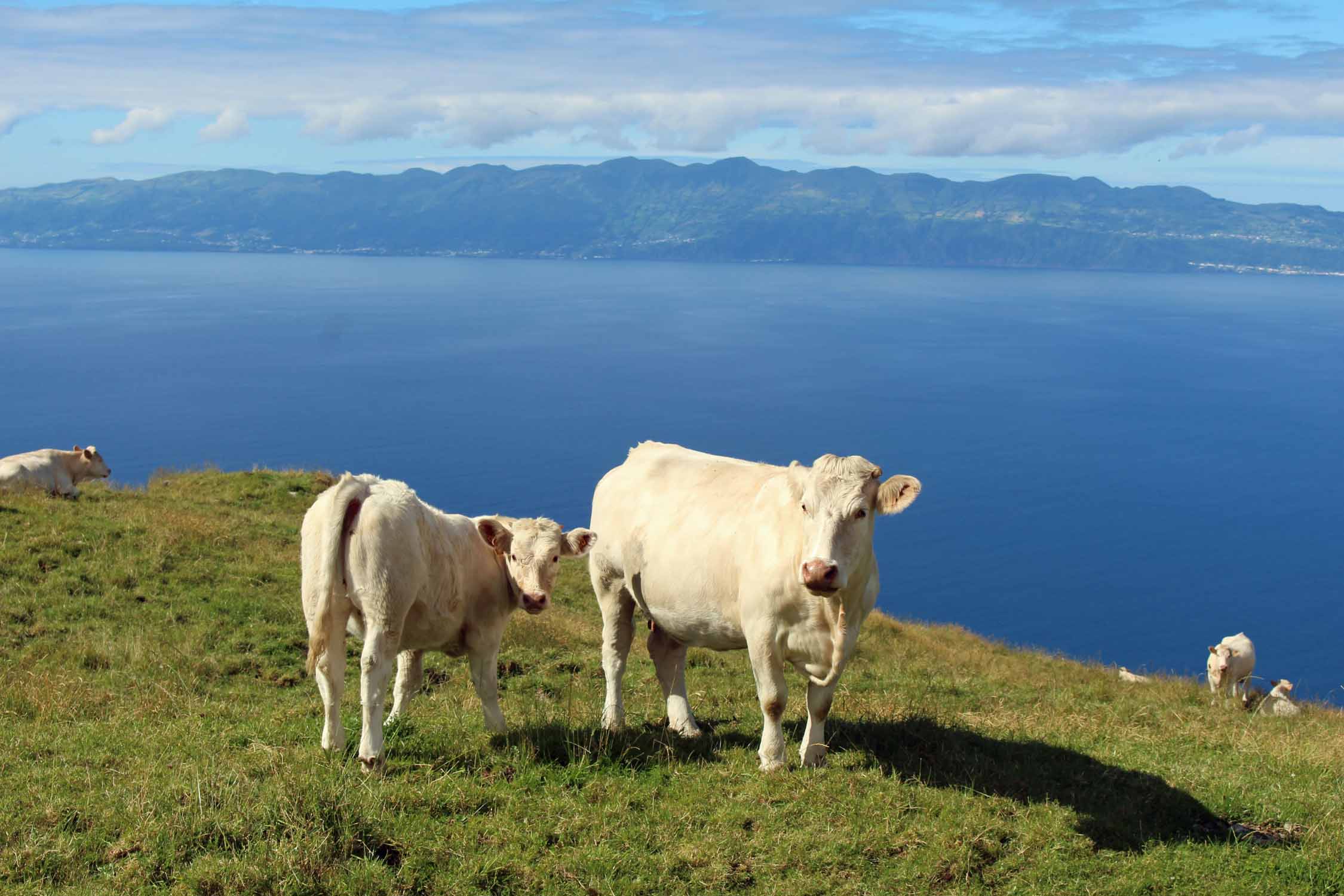 Açores, Île de Pico, vaches