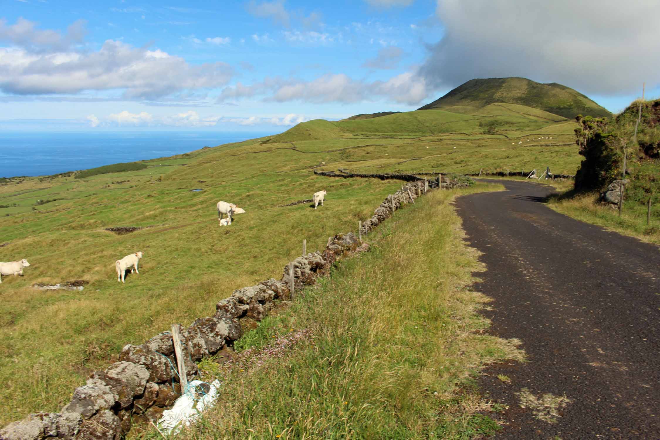 Açores, Île de Pico, paysage Ribeirinha