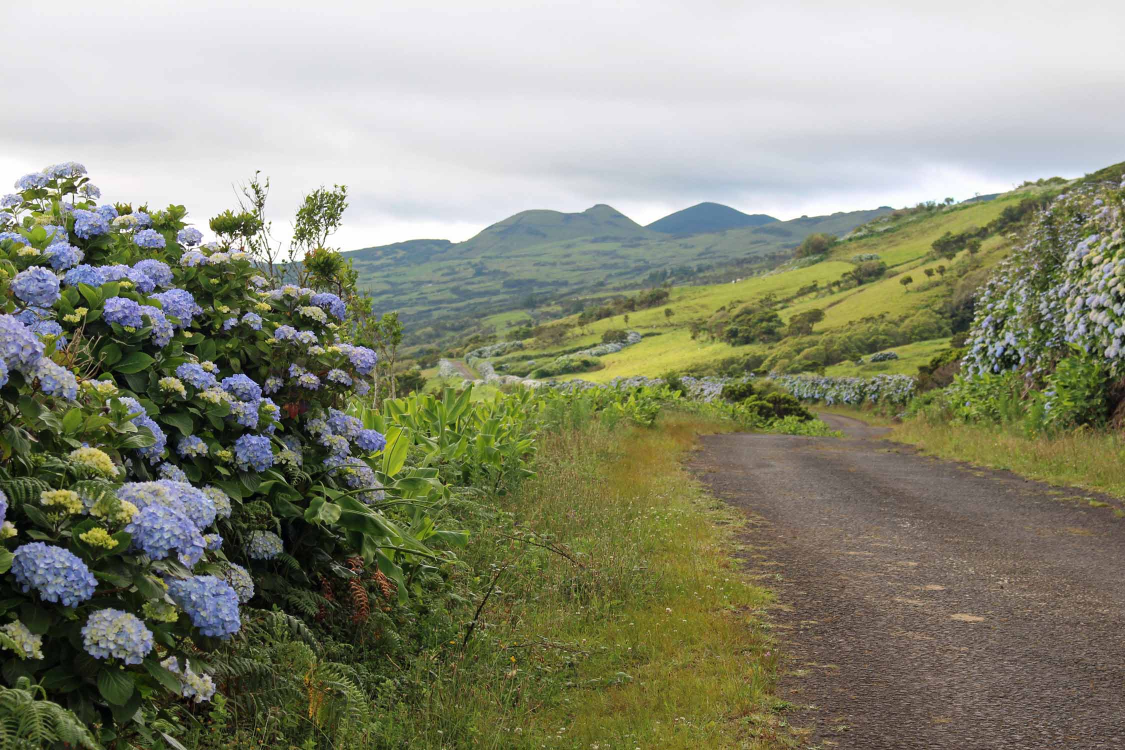 Açores, Île de Pico, route, hortensia