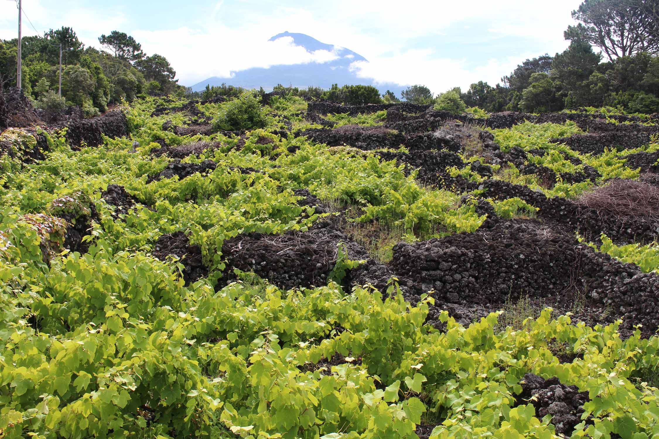 Açores, Île de Pico, vignobles