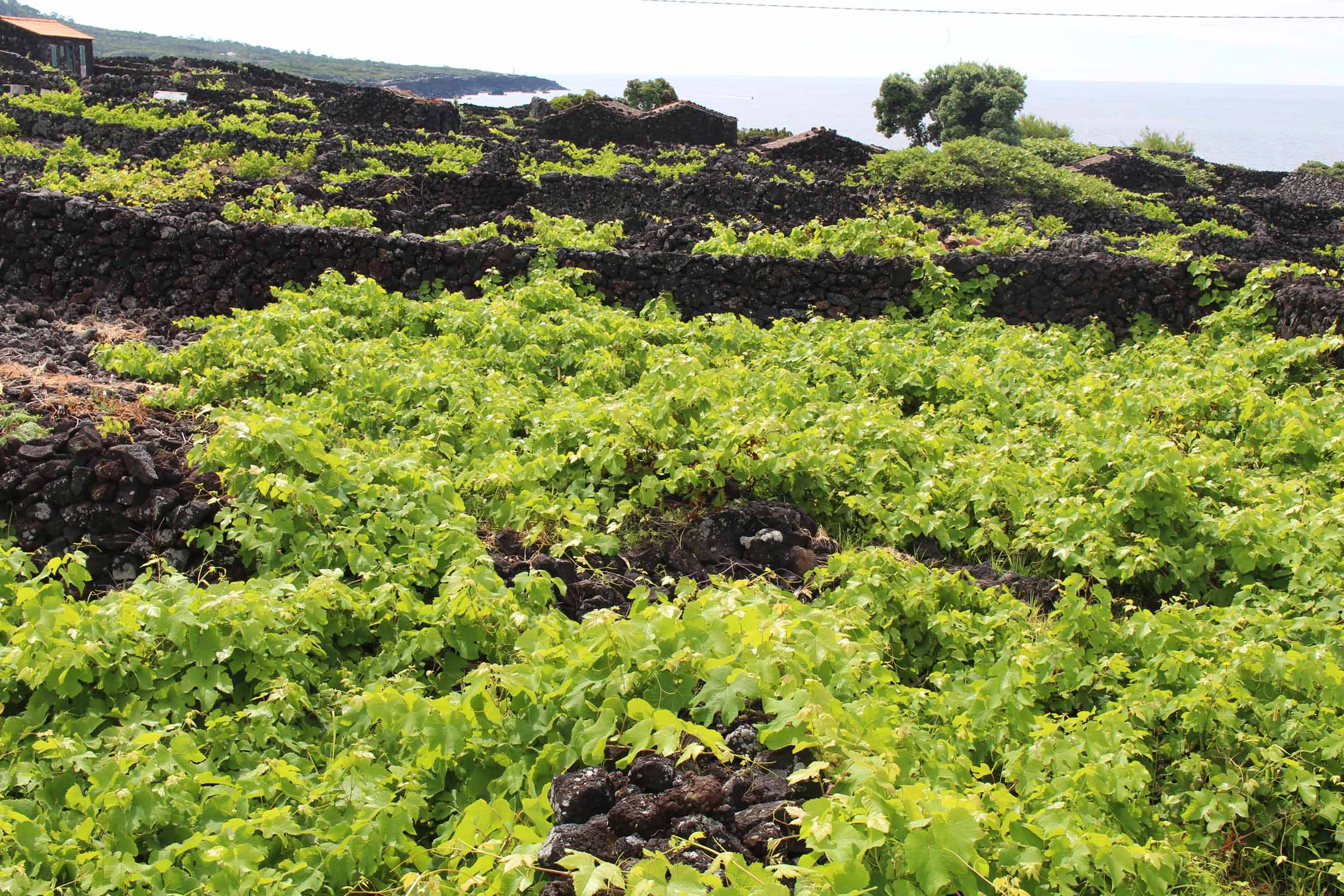 Des vignes près de São Mateus, île de Pico, Açores