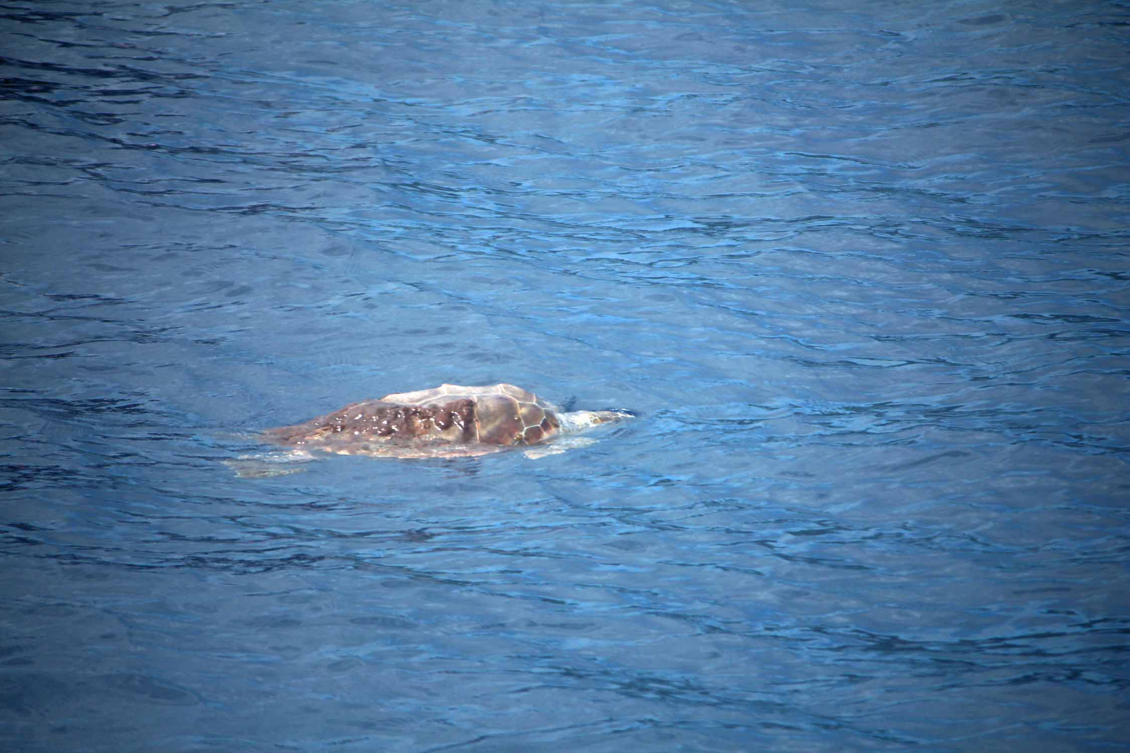 Açores, Île de Pico, Lajes do Pico, tortue marine