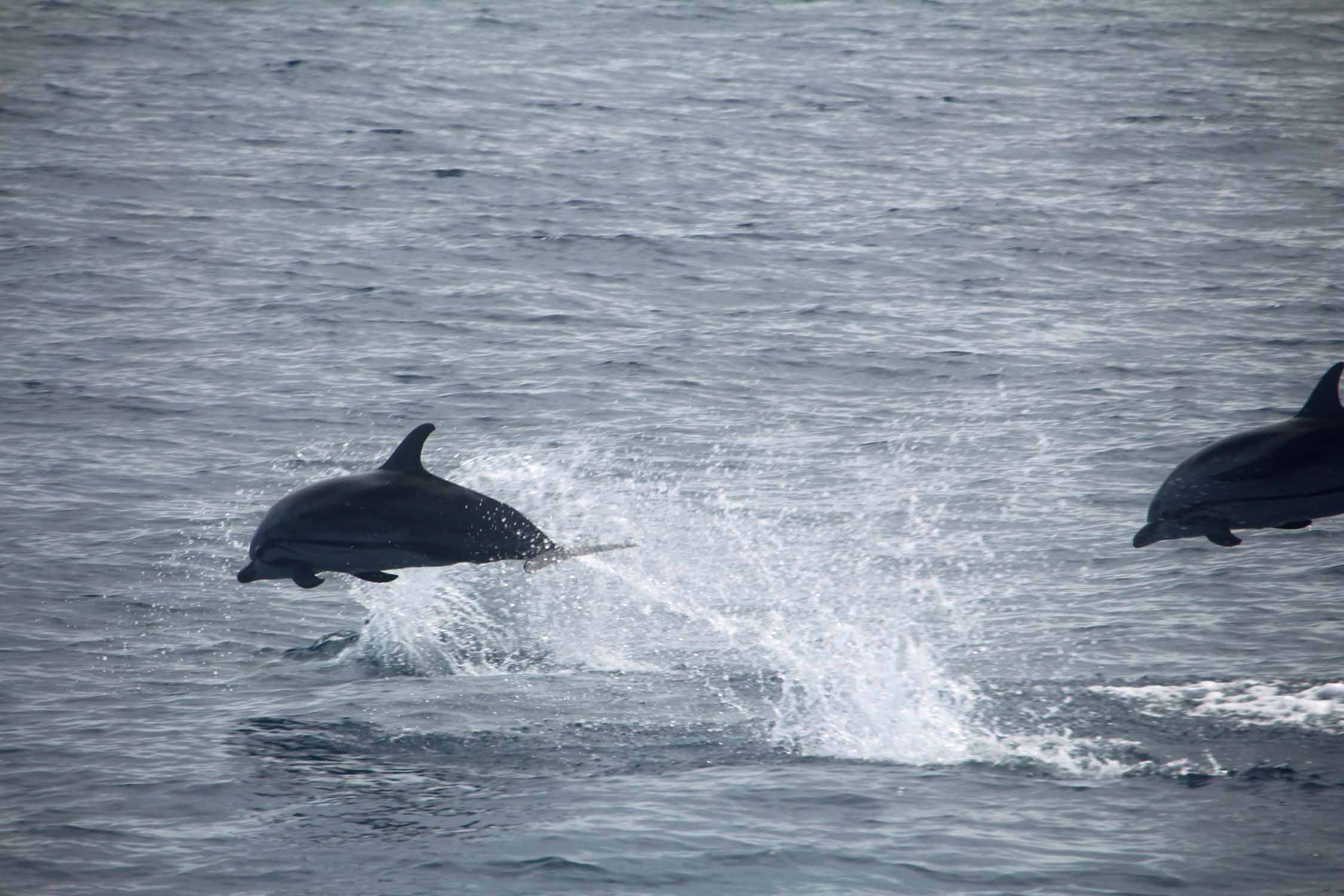 Açores, Île de Pico, Lajes do Pico, dauphins