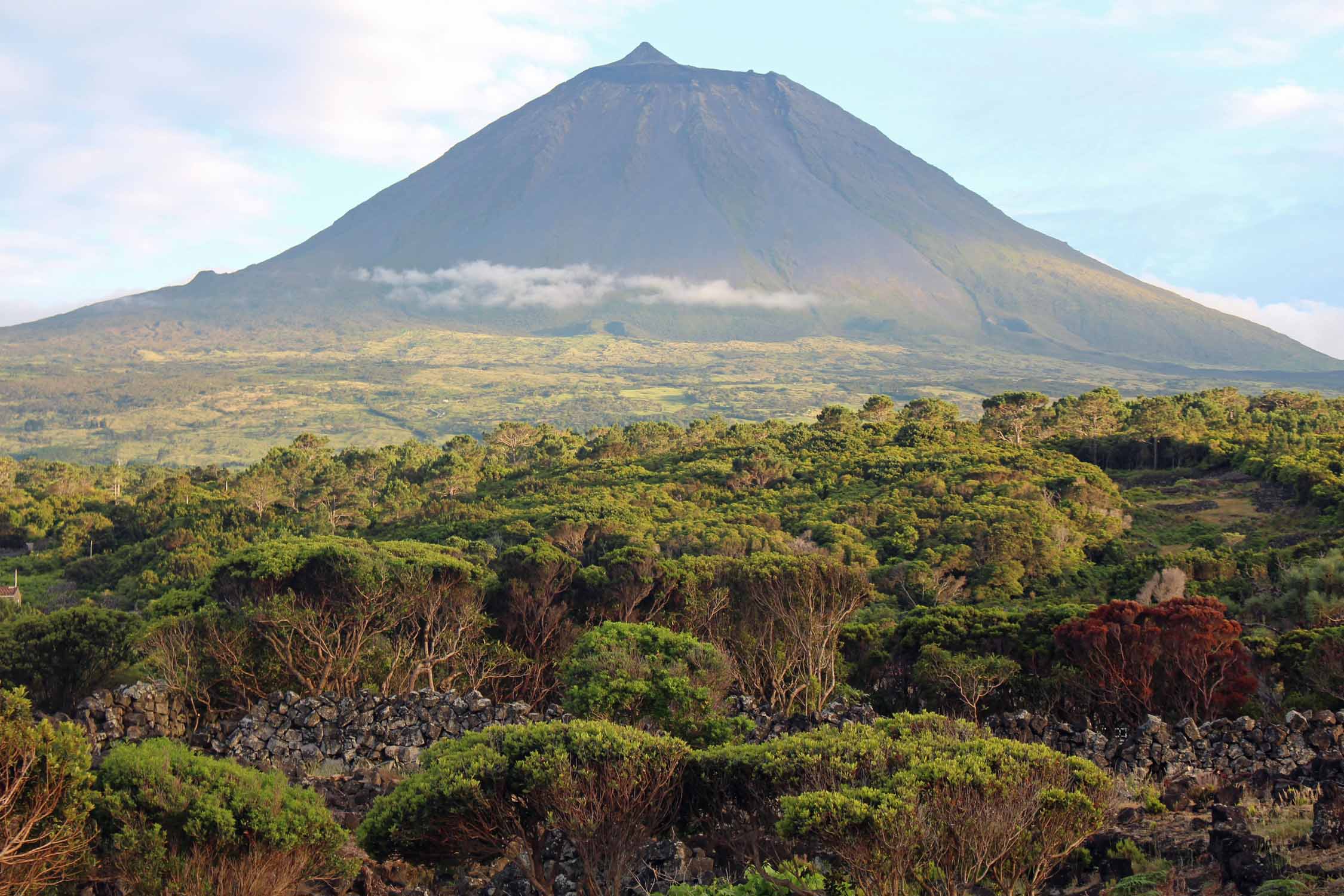 La végétation sur le volcan Pico, île de Pico, Açores