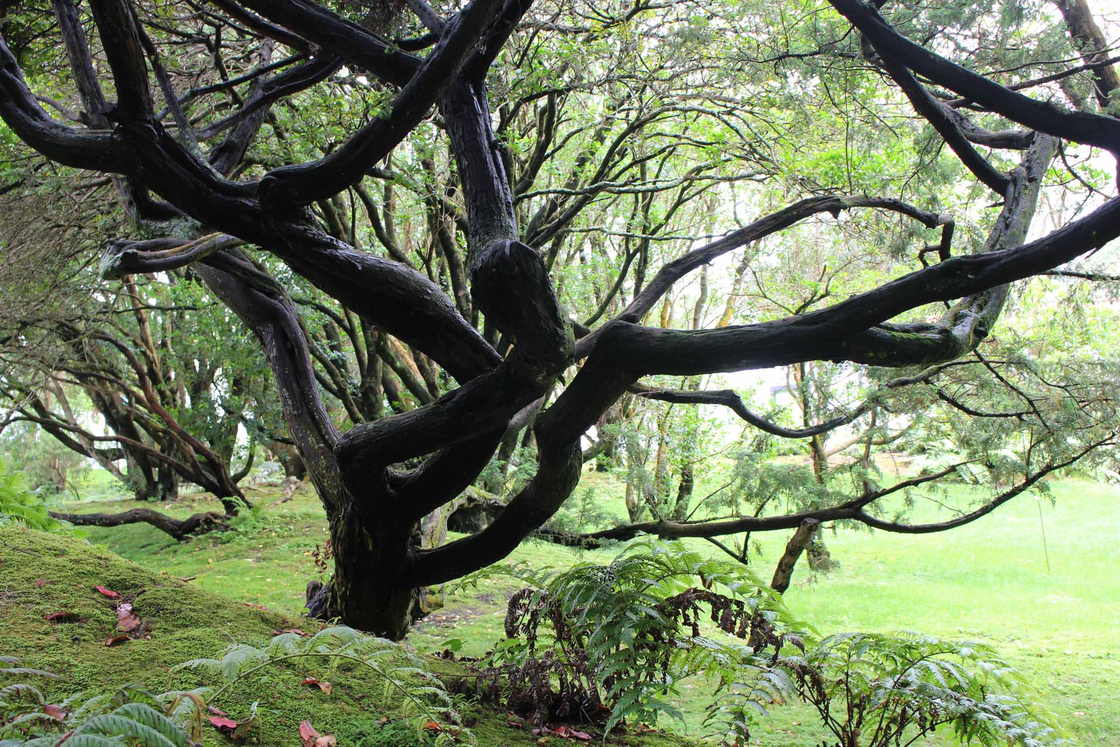 Açores, Île de Faial, jardin botanique