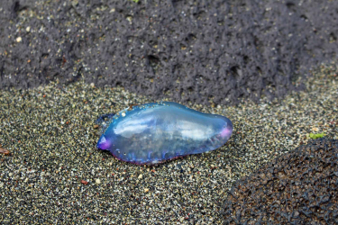 Physalie &agrave; S&atilde;o Miguel