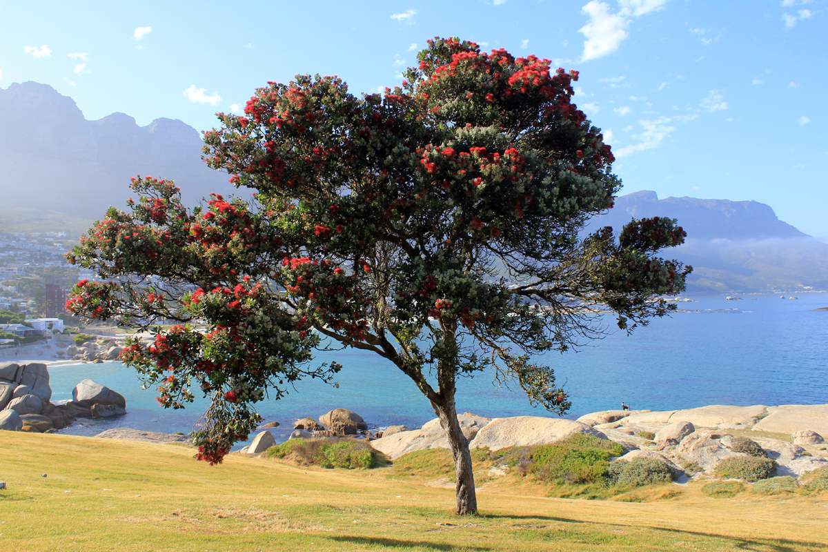 Un tulipier du Gabon à Bantry Bay