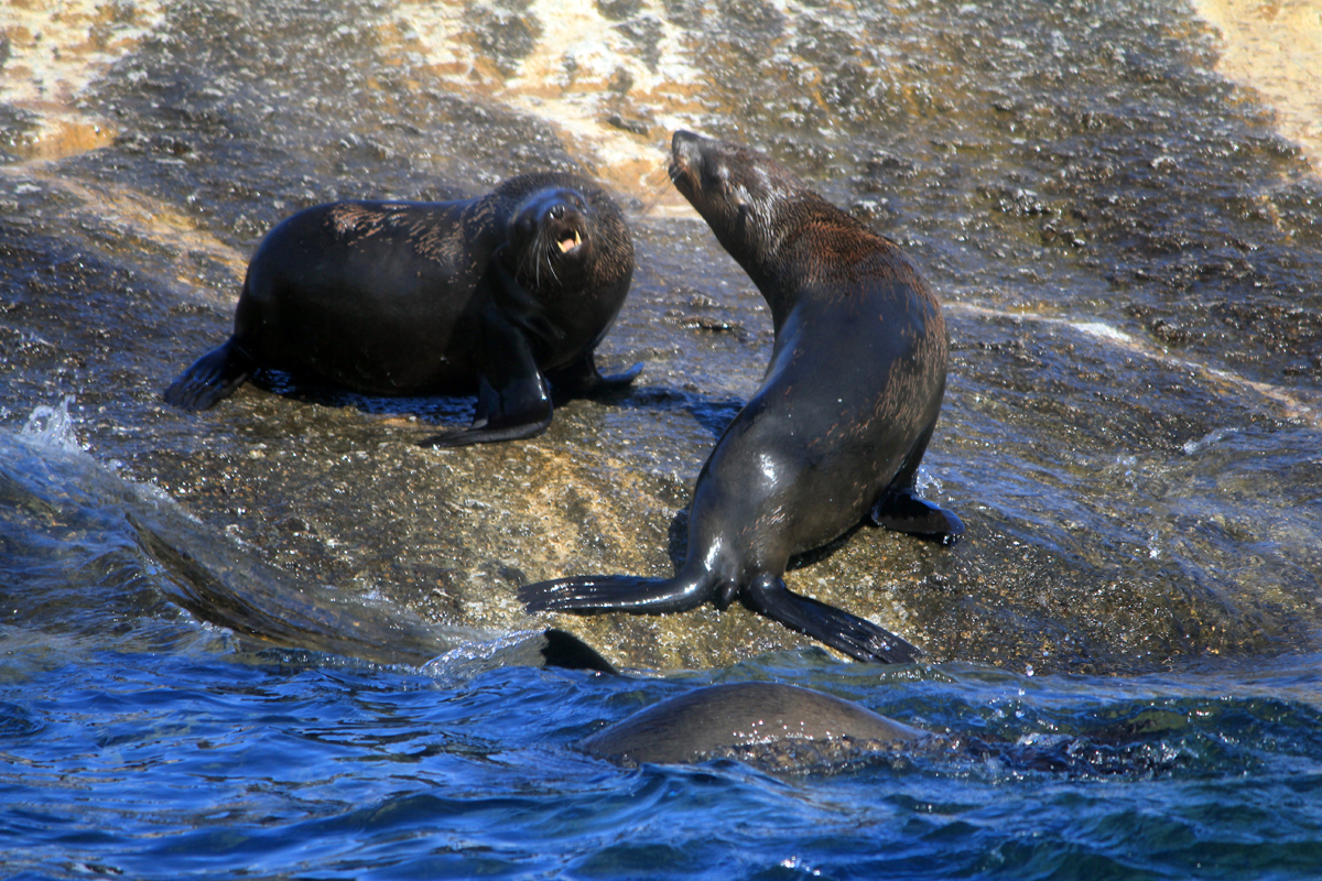 Des otaries près du Cap en Afrique du Sud